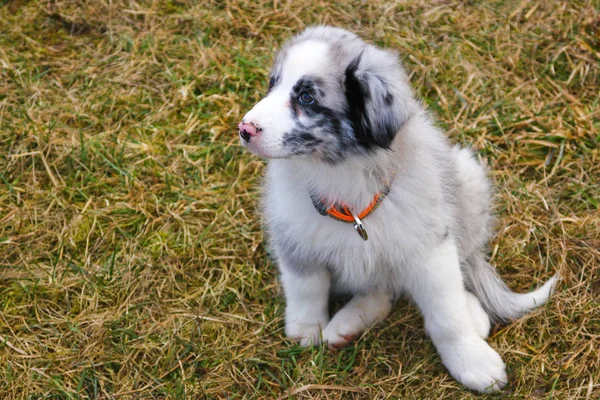 Den Söta Unga Valp Australian Shepherd Poserar Torrt Gräs Promenaden — Stockfoto