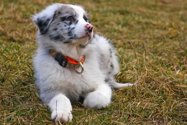 Jeune Chiot Mignon Berger Australien Pose Sur Herbe Sèche Pendant — Photo