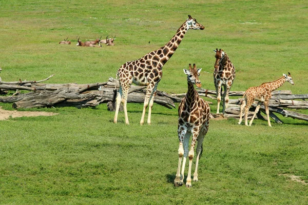 Mistura Animais Africanos Pasto Jardim Zoológico — Fotografia de Stock