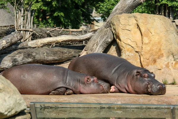 Los Hipopótamos Perezosos Están Tumbados Cerca Piscina Relajándose —  Fotos de Stock