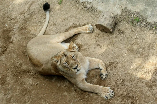 Retrato Leão Jardim Zoológico Olhando Calmo Relaxado — Fotografia de Stock