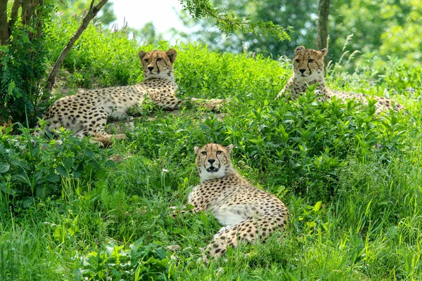 Three Sleepy Cheetahs Hiding Grass Looking Happy Satisfied — Stock Photo, Image