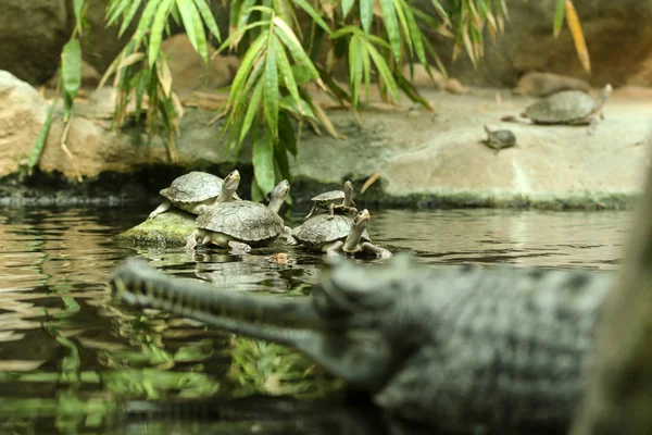 Several water turtles are standing on the stone and also on each other and are watching the gavial standing in front of them.