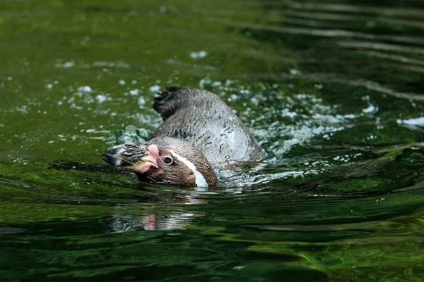 Portrait Bathing Penguin Floating Water Realy Enjoys — Stock Photo, Image