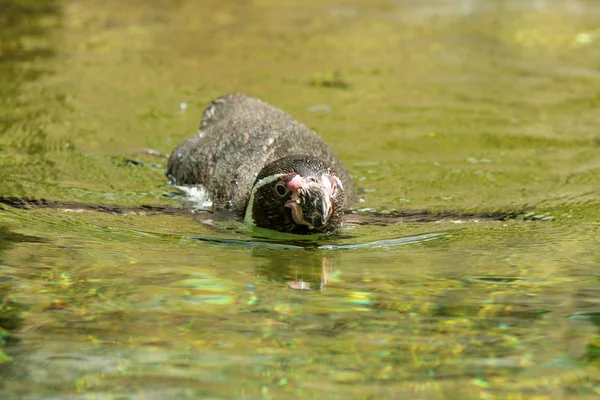 Das Porträt Eines Badenden Pinguins Der Auf Dem Wasser Schwimmt — Stockfoto