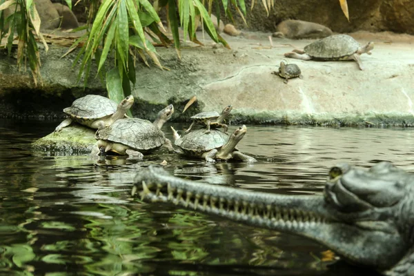 Several water turtles are standing on the stone and also on each other and are watching the gavial standing in front of them.