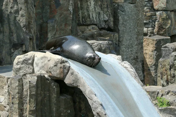 Der Seelöwe Rutscht Auf Der Wasserrutsche Zoologischen Garten — Stockfoto