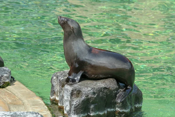 Die Seelöwen Pool Zoologischen Garten Während Der Ausstellung Froh Draußen — Stockfoto