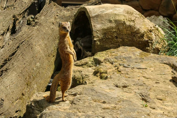 Portrait Mangouste Mignonne Debout Sur Ses Pattes Arrière Dans Jardin — Photo