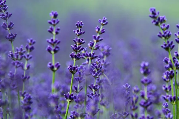 Picture Beautiful Fields Provance Summer Full Lavender Bloom Detail Some — Stock Photo, Image