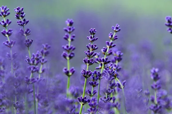 Picture Beautiful Fields Provance Summer Full Lavender Bloom Detail Some — Stock Photo, Image