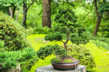 Japon tarzında yapılan botanik bahçesi, bölümünden bir resim. Bonsai sergisini görebilirsiniz..