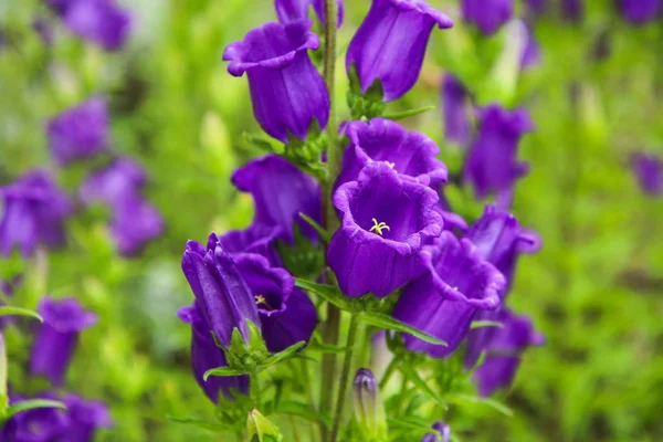 Campanula orta türlerinin güzel mavi çiçek çiçek detay.  