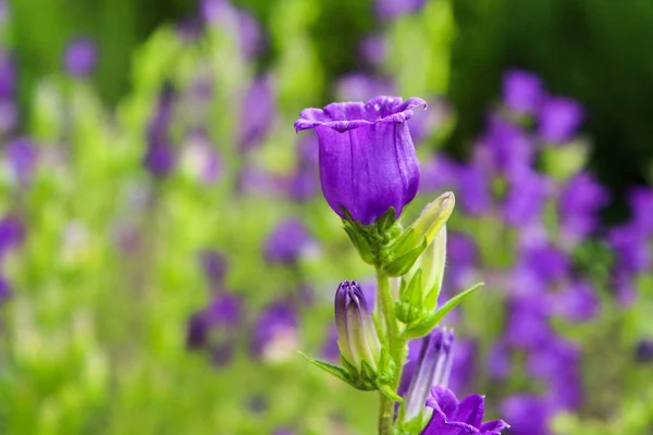 Detail Blooms Beautiful Blue Flower Campanula Medium Species — Stock Photo, Image