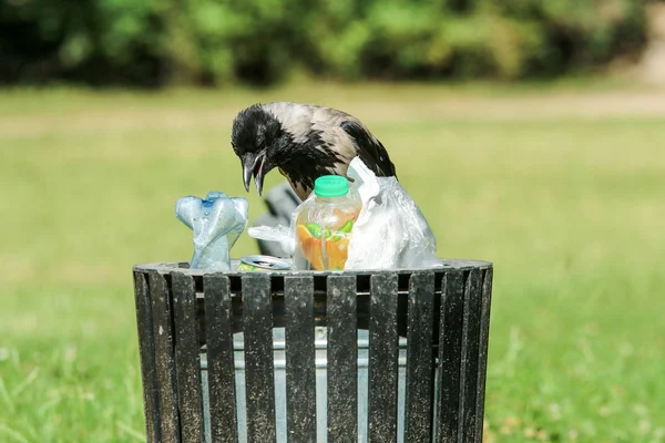 Uma Foto Corvo Faminto Comendo Lixo Uma Lixeira Fazendo Bagunça — Fotografia de Stock