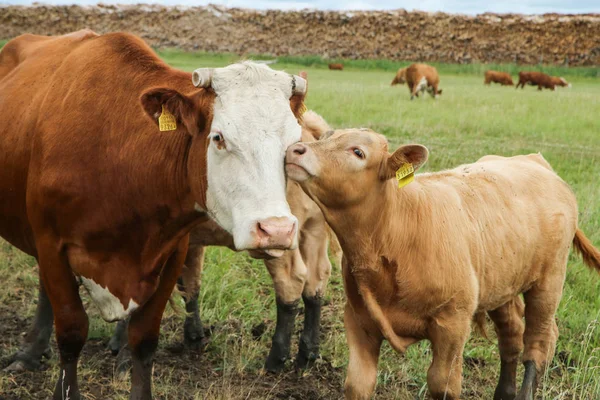 几头奶牛的小腿站在绿色的牧场上 奶牛没有角 看起来很伤心 — 图库照片