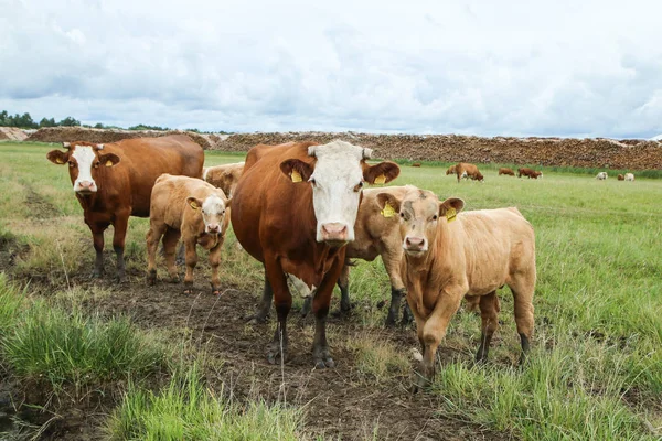 Varias Vacas Con Sus Terneros Pie Pasto Verde Las Vacas —  Fotos de Stock