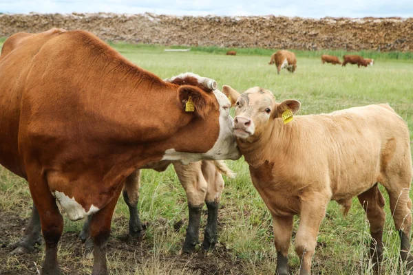 Varias Vacas Con Sus Terneros Pie Pasto Verde Las Vacas — Foto de Stock