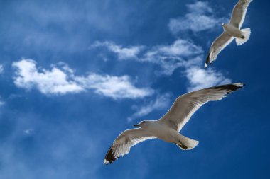 Martılar çatıların üzerinde açık bir gökyüzünde ve Helsinki 'deki insanların kafalarında uçuyor. Meraklı ve küstahlar. Ama aynı zamanda güzel..