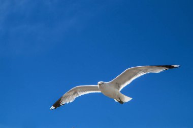 Martılar çatıların üzerinde açık bir gökyüzünde ve Helsinki 'deki insanların kafalarında uçuyor. Meraklı ve küstahlar. Ama aynı zamanda güzel..