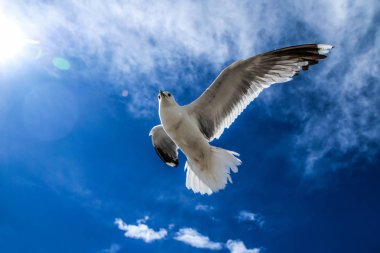 Martılar çatıların üzerinde açık bir gökyüzünde ve Helsinki 'deki insanların kafalarında uçuyor. Meraklı ve küstahlar. Ama aynı zamanda güzel..