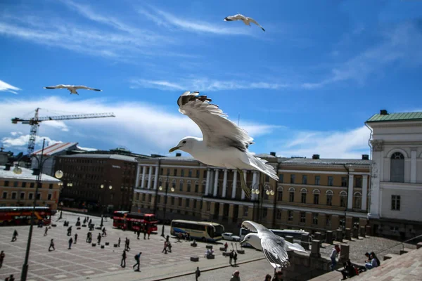 Las Gaviotas Volando Cielo Despejado Sobre Los Tejados Cabezas Personas — Foto de Stock
