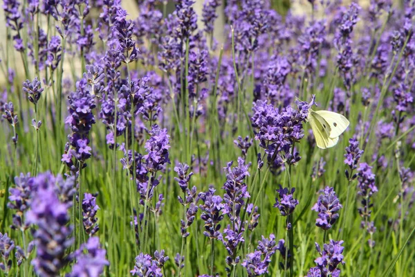 Picture Beautiful Fields Provance Summer Full Lavender Bloom — Stock Photo, Image