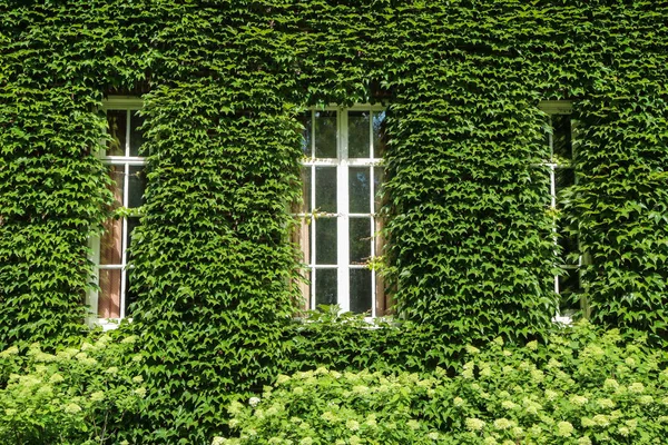 Detail Green Facade House Only Roof Some Windows Visible — 스톡 사진