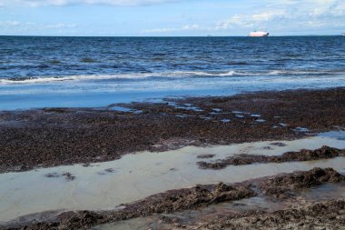 İsveç 'in Malm şehrinde kumlu bir plajda pis kokulu deniz yosunlarıyla dolu kirli bir su.