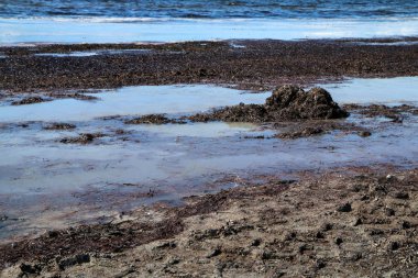 İsveç 'in Malm şehrinde kumlu bir plajda pis kokulu deniz yosunlarıyla dolu kirli bir su.