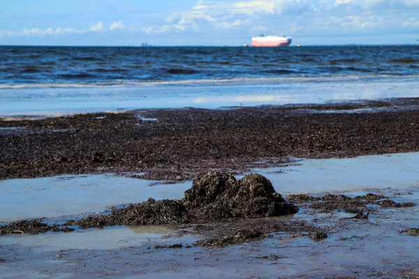 Plajă Nisip Din Malm Suedia Alge Marine Putred Mirositoare Apă — Fotografie, imagine de stoc