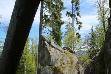 Çek Cumhuriyeti 'ndeki Sumava Ulusal Parkı' nın derin ormanlarındaki kayalar. Bu, Bear patikasının bir parçasıdır (