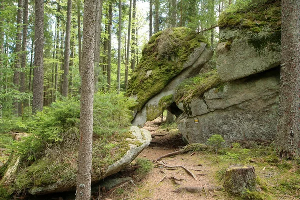 Les Rochers Dans Les Bois Profonds Parc National Sumava République — Photo