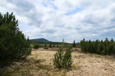 Çek Cumhuriyeti 'nin korunan bölgesinden Umava Milli Parkı' ndaki 