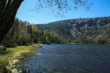 Baharda Çek Cumhuriyeti 'nin Sumava Ulusal Parkı' ndaki Plesne Jezero. Su polenle dolu..