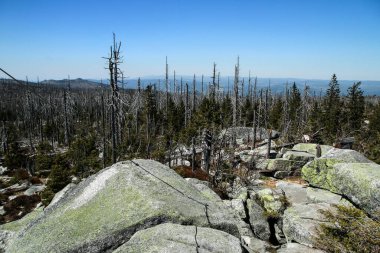 Çek Cumhuriyeti 'ndeki Umava Ulusal Parkı' ndaki taşlardan yapılmış yürüyüş yolu. Orman kasırgadan zarar gördü ve doğal olarak canlanmaya terk edildi..