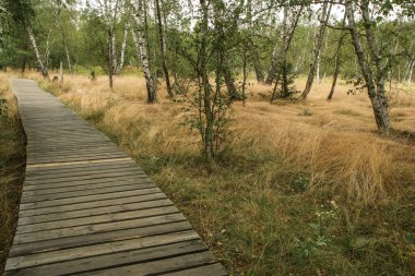 Çek Cumhuriyeti 'nin ulusal koruma alanından SOOS adlı resim. Eski turba madencilik alanı..