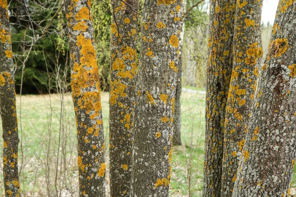 Detalj Stammen Trädet Med Grov Bark Täckt Den Gula Laven — Stockfoto