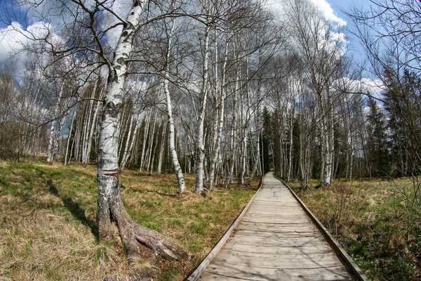 照片来自捷克共和国的保护区 在Sumava被称为 Chalupska Slat Hut Peat Bog 木径穿过泥炭沼泽 — 图库照片
