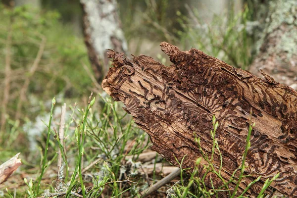 Dettaglio Della Corteccia Dell Albero Infestato Scarabeo Corteccia — Foto Stock