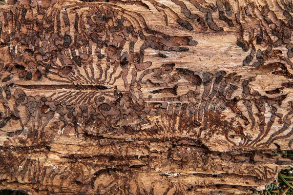 Λεπτομέρειες Του Φλοιού Του Δέντρου Που Έχει Μολυνθεί Από Σκαθάρι — Φωτογραφία Αρχείου
