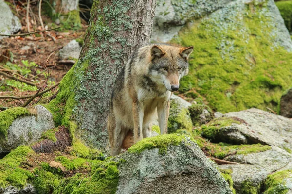 Çek Cumhuriyeti 'ndeki kurt portresi Güney Bohemya' da Sumava adında korunan ulusal bir bölgede doğal ortamında..