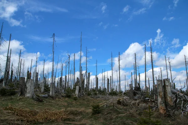 Kasırga Ormanı Tahrip Etti Insan Müdahalesi Olmadan Doğal Olarak Canlanmaya — Stok fotoğraf