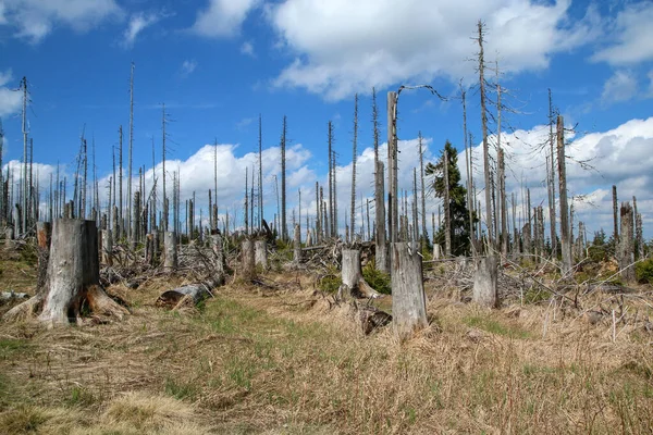 Bosque Dañado Por Huracán Dejado Para Revitalizarse Naturalmente Sin Intervención — Foto de Stock