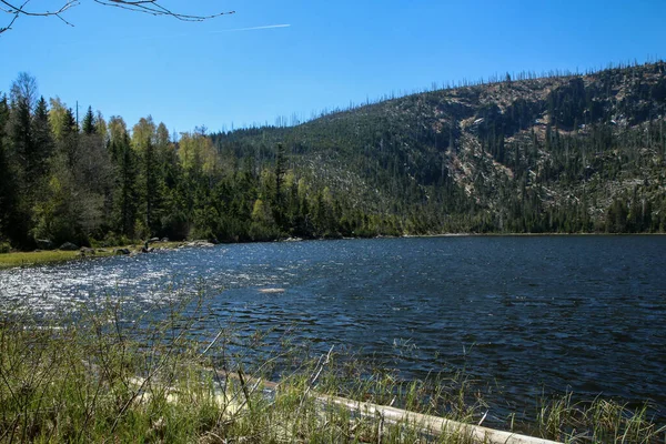 Plesne Jezero República Checa Parque Nacional Sumava Durante Primavera Agua — Foto de Stock