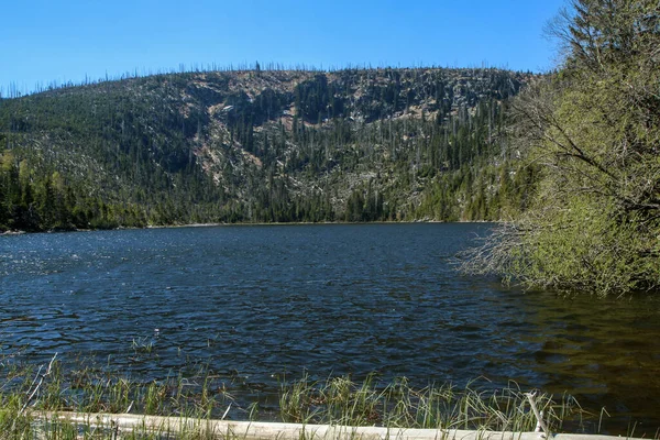 Plesne Jezero República Checa Parque Nacional Sumava Durante Primavera Agua — Foto de Stock