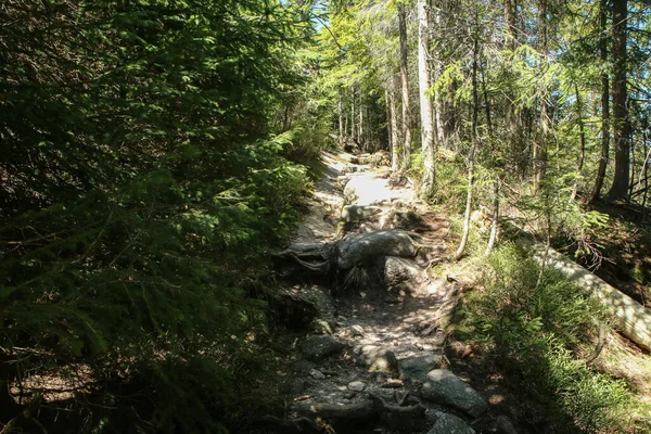 Sentier Randonnée Fait Pierres Dans Parc National Umava République Tchèque — Photo