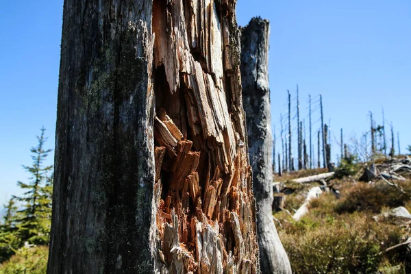 Bosque Dañado Por Huracán Dejado Para Revitalizarse Naturalmente Sin Intervención — Foto de Stock