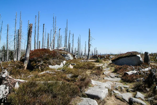 등산로는 체코의 우마바 공원에서 만들어 허리케인으로 삼림이 손상되어 자연적으로 — 스톡 사진