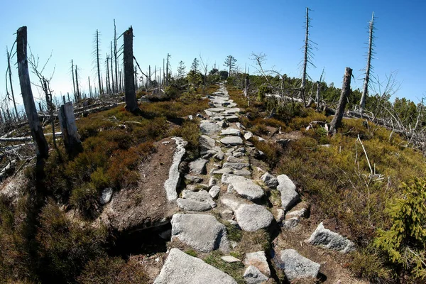 Ruta Senderismo Hecha Piedras Parque Nacional Umava República Checa Bosque — Foto de Stock